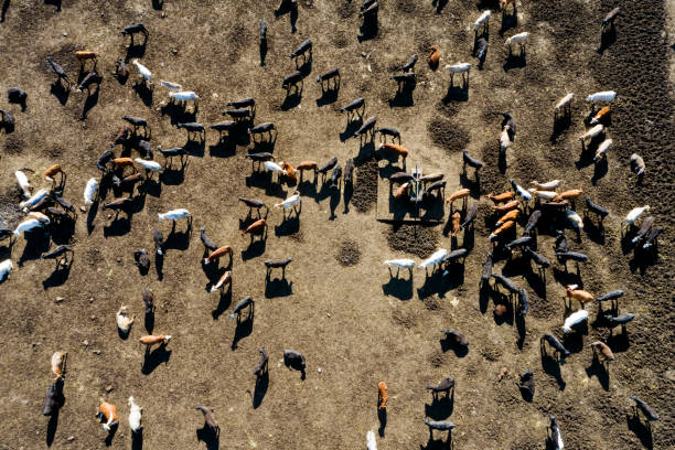 istock Beef Cattle Aerial View, USA 1189211226