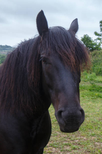 istock Merens horse in a field 1189211423