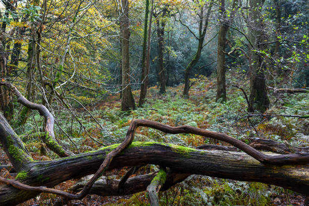 fallen tree in the woods - leaf autumn falling tree imagens e fotografias de stock