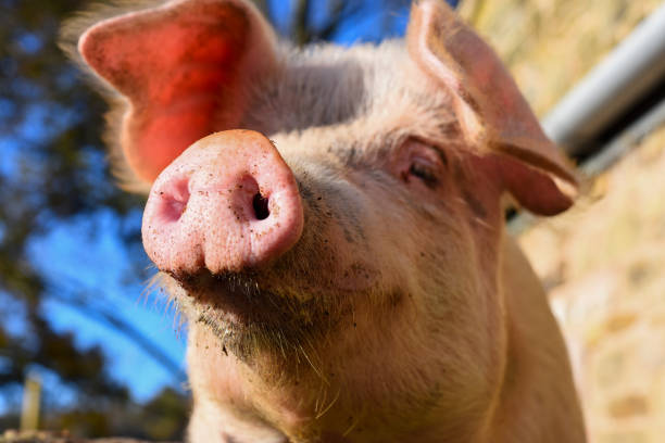 The pig’s snout Close up of a pig livestock photos stock pictures, royalty-free photos & images