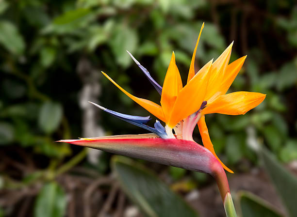 istock Bird of Paradise Flower 118921277