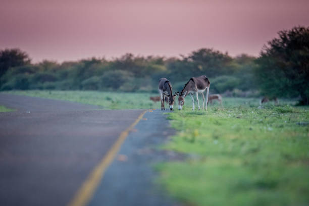 istock Donkeys grazing next to main road 1189213101