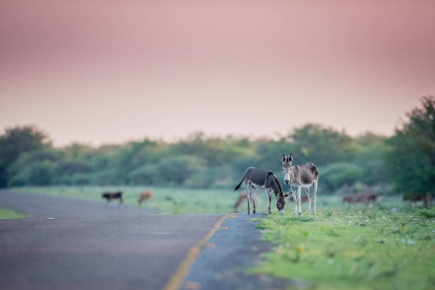 istock Donkeys grazing next to main road 1189213196