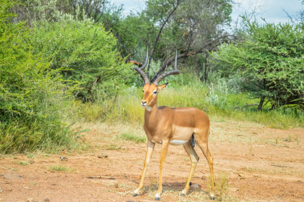 istock Impala antelope in South African game reserve 1189214913
