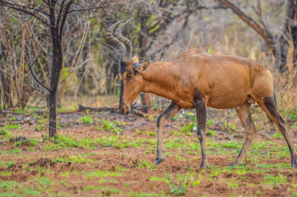 istock Red hartebeest (Alcelaphus buselaphus caama or Alcelaphus caama) grazing in a nature game South Africa 1189214921