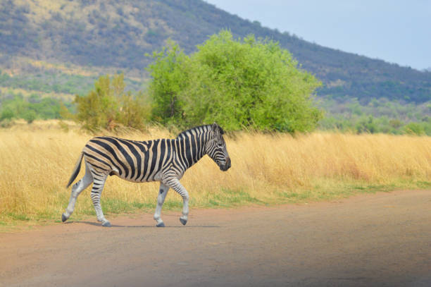 istock Cape Burchell's Zebra in savannah in South Africa 1189215513