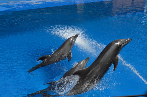 istock Dolphin show in ushaka marine world Durban 1189215530