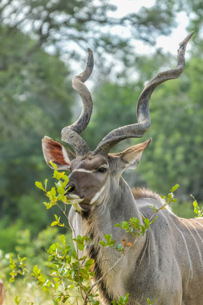 A Large Male Kudu Antelope With Big Horns In Kruger National Park South  Africa Stock Photo - Download Image Now - iStock
