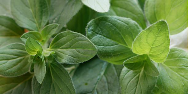 basil plant stock photo