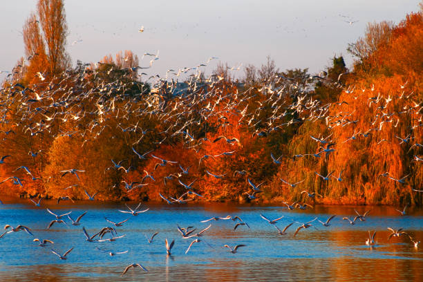 istock Flying seagulls over a lake in the countryside. 1189216735