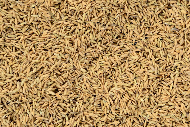 istock Pile of paddy rice and and rice seed. 1189216769