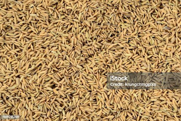 Pile Of Paddy Rice And And Rice Seed Stock Photo - Download Image Now - Border - Frame, Full, Rice - Cereal Plant
