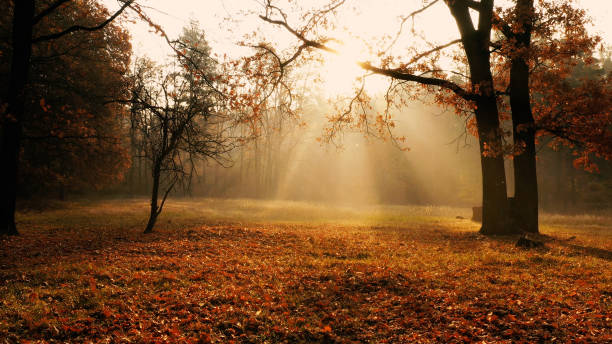 istock Sunlit glade in the autumn yellow forest 1189216799