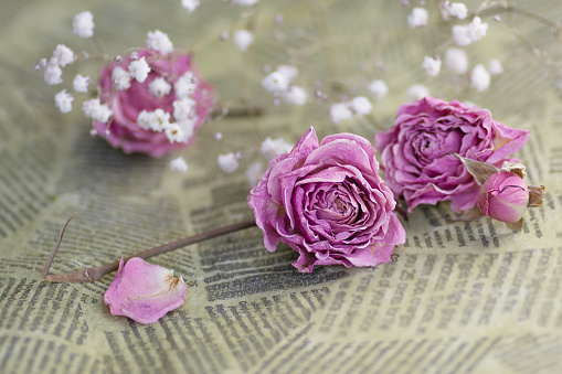 Dry pink roses on a background of an old newspaper. Romantic memories of the past