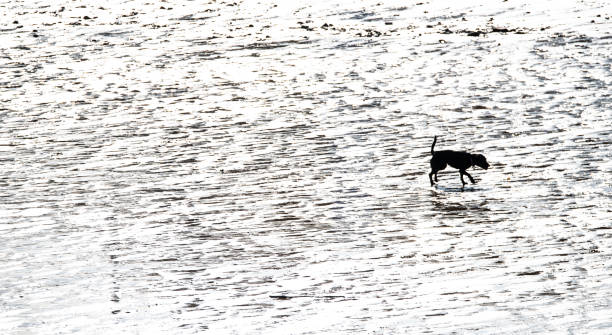 istock dog running on the sandy beach in strong sunlight 1189217407