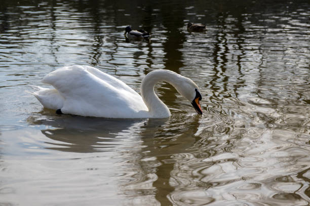 istock One swan on Odra river, largest waterfowl birds with white feathers 1189218440