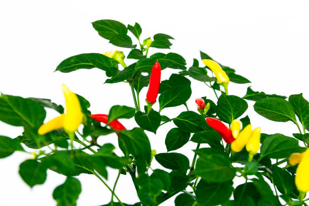 Chilli pepper plant with chillies against white background, copy space