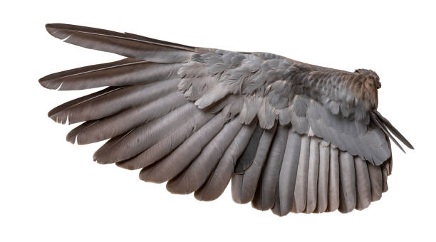 istock Wing of bird wide open isolated on white 1189219574