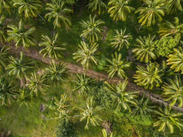 istock Palm grove aerial view 1189219582