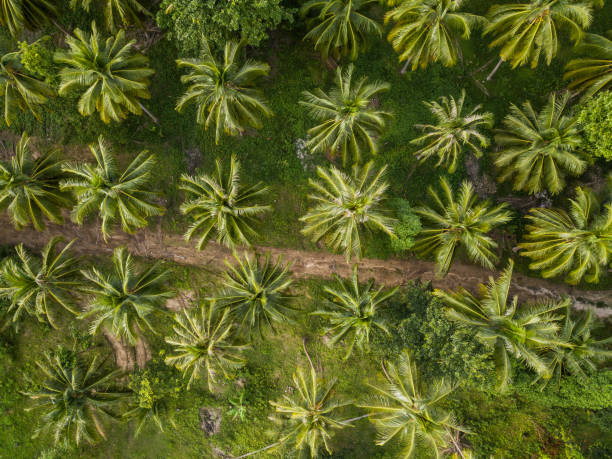 istock Palm grove aerial view 1189219624