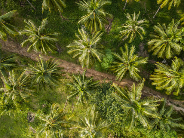 istock Palm grove aerial view 1189219647