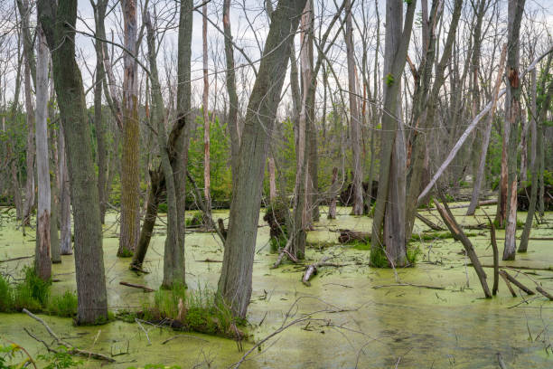 Indiana Dunes National Park on the Greet Lakes