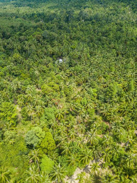 istock Palm grove aerial view 1189220783