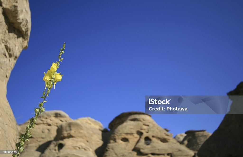 Flor amarela de Badlands - Foto de stock de Alberta royalty-free