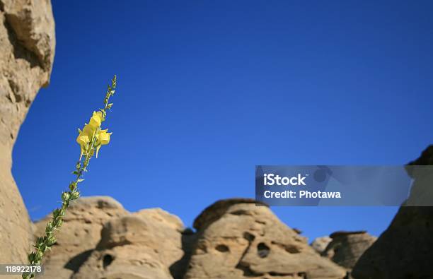 Foto de Flor Amarela De Badlands e mais fotos de stock de Alberta - Alberta, Amarelo, Arenito