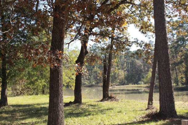 istock november 19, 2019 trees by the lake in the fall 1189223383