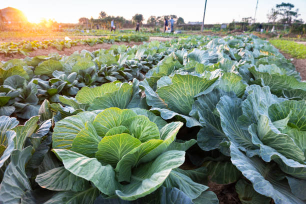 istock cabbage grow in the field 1189223415