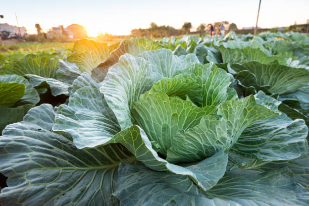 istock cabbage grow in the field 1189223449