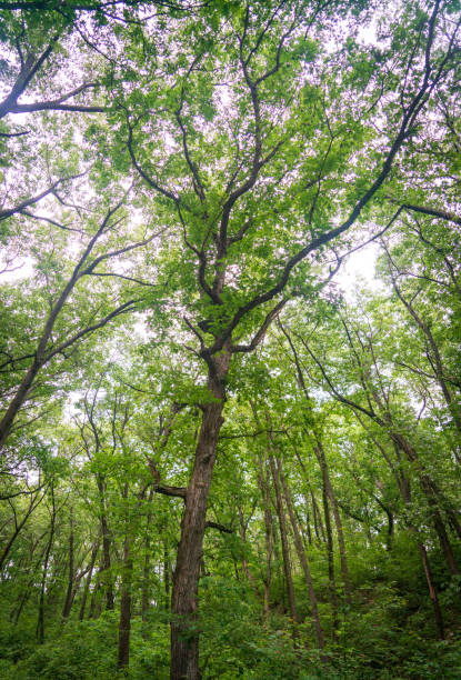 istock Indiana Dunes National Park 1189223512