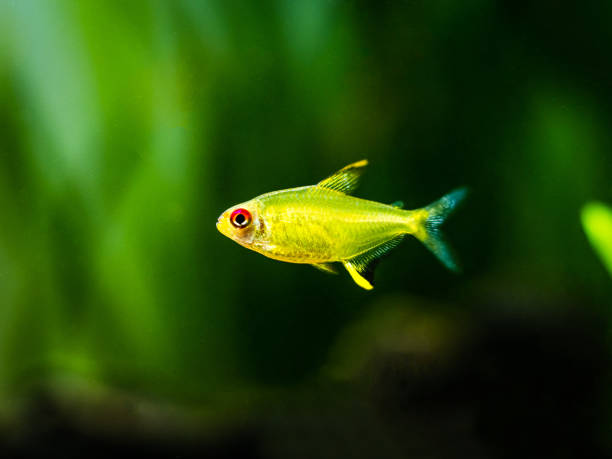 istock lemon tetra (Hyphessobrycon pulchripinnis ) in a fish tank 1189223828