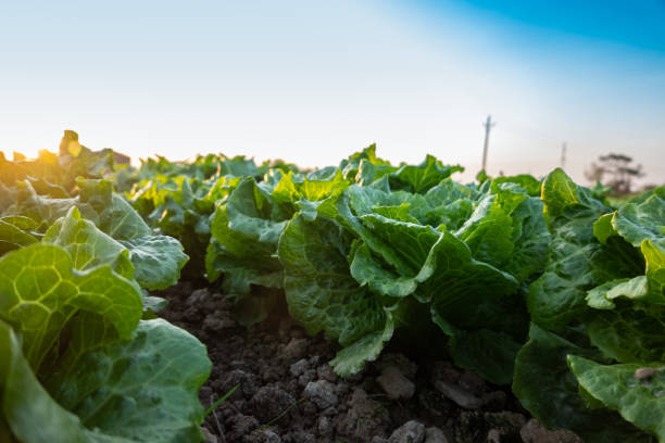 istock lettuce field near sunset 1189224516