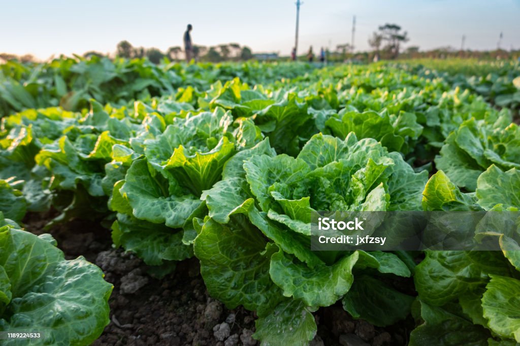lettuce field near sunset Lettuce Stock Photo