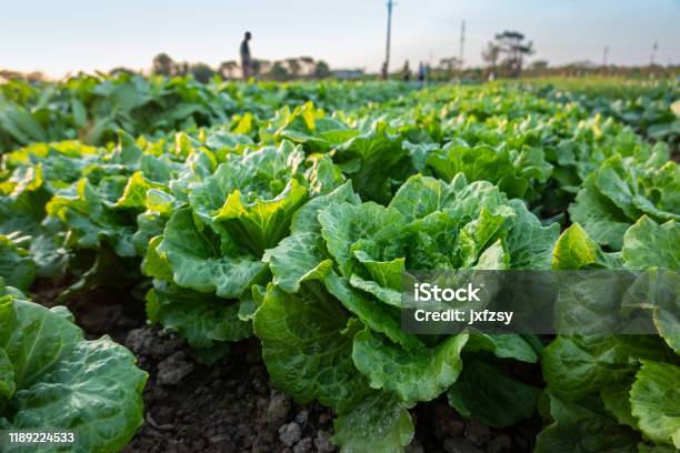 Lettuce Field Near Sunset Stock Photo - Download Image Now - Lettuce, Agricultural Field, Crop - Plant
