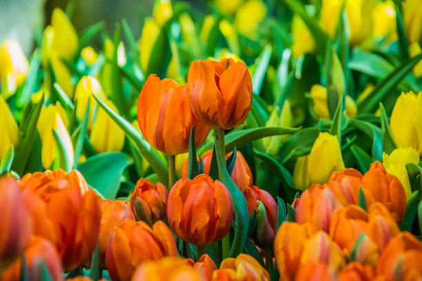 istock Orange and Yellow Garden Tulips 1189224909