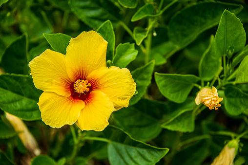 Allamanda cathartica, commonly called golden trumpet