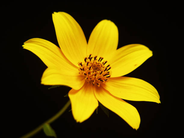 istock Yellow Flower on Black 1189226262