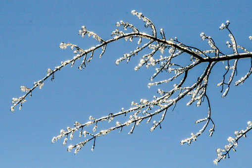 Branches covered with ice on background of blue sky.