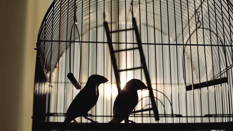 Birds in a metal cage near the house on the street