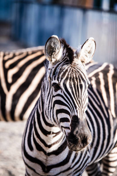 istock Zebra portrait outdoor 1189227781