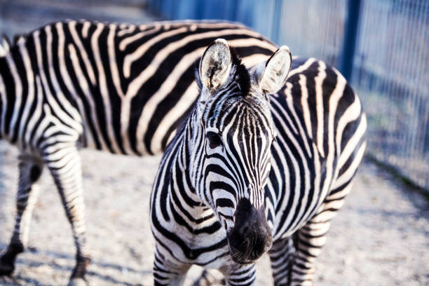 istock Zebra portrait outdoor 1189227800