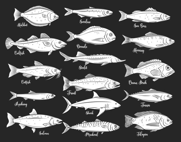Silhouettes fish, seafood retro icons Silhouettes fish. Isolated seafood with bream, mackerel, tuna or sterlet, catfish, codfish and halibut. Tilapia, ocean perch, sardine, anchovy, sea bass and dorado. Retro style, vector illustration roe river stock illustrations