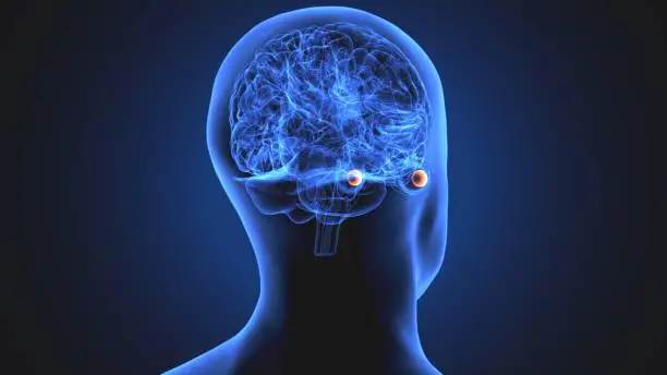 The internal globus pallidus (GPi) (or medial globus pallidus) and the external globus pallidus (GPe) make up the globus pallidus. The GPi is one of the output nuclei of the basal ganglia (the other being the substantia nigra pars reticulata). The GABAergic neurons send their axons to the ventral anterior nucleus (VA) and the ventral lateral nucleus (VL) in the dorsal thalamus, to the centromedian complex, and to the pedunculopontine complex.