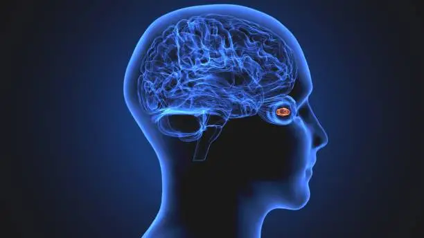 The internal globus pallidus (GPi) (or medial globus pallidus) and the external globus pallidus (GPe) make up the globus pallidus. The GPi is one of the output nuclei of the basal ganglia (the other being the substantia nigra pars reticulata). The GABAergic neurons send their axons to the ventral anterior nucleus (VA) and the ventral lateral nucleus (VL) in the dorsal thalamus, to the centromedian complex, and to the pedunculopontine complex