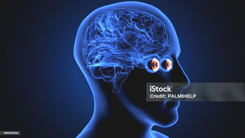 3d Rendered Medically Accurate Illustration Of A Human Brain Eyes And 3d Rendered Medically Accurate Illustration Of A Human Brain Eyes And