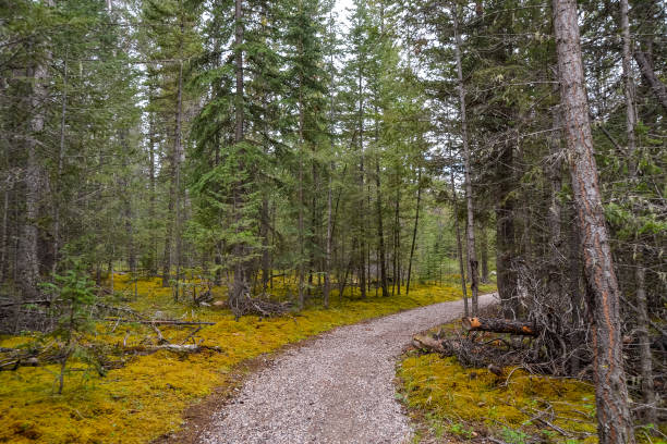 istock Trail Through the Whistler Woods 1189230016
