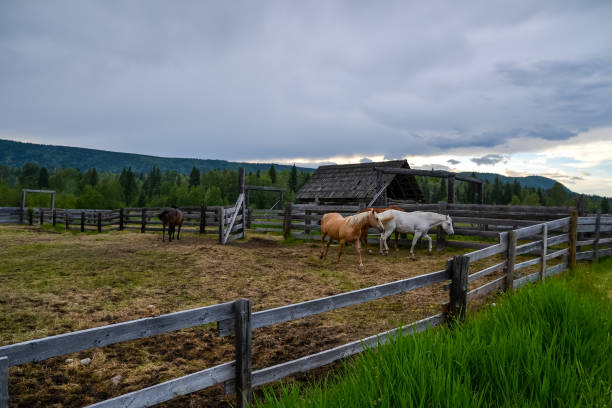 istock Horses Trotting on a Ranch 1189230451